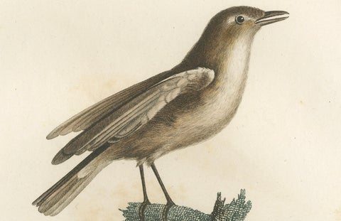 1807 Gray Flycatcher Print - 'Le Moucherolle gris' Handcolored Bird Illustration, close-up 1