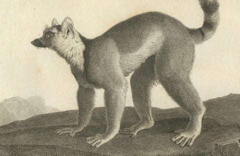Early 19th-Century Engraving of Lemur Catta by S.C. Miger and N. Maréchal, Paris, close-up 2