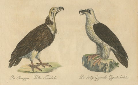 Antique Vultures & Birds of Prey Lithograph by Brodtmann, 1816, close-up 3
