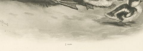 Shelduck and Ducklings, Antique Bird Print after Lilian Medland, circa 1909, close-up 1
