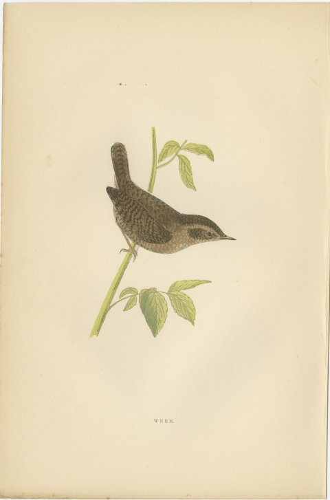 Wren with Cocked Tail on a Green Stem, Hand Colored Bird Print, Morris, 1896, view 2