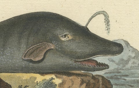 Leviathan of the Depths: The Sperm Whale in 18th Century Scientific Art, 1775, close-up 2
