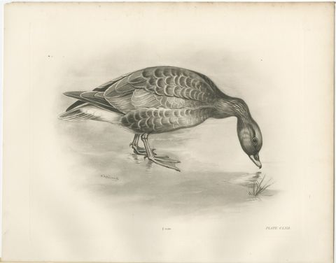 Grey Goose Feeding, Antique Bird Print after Lilian Medland, circa 1909, view 2