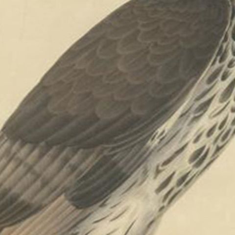 Antique Bird Print of the African Hawk-Eagle, c.1850, close-up 2