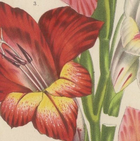 Vibrant Blooms of Sword Lily: Gladiolus Gandavensis Botanical Illustration, 1855, close-up 5