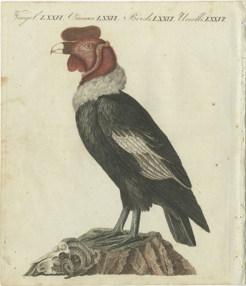 Andean Condor (Male) - Majestic Vultur gryphus Illustration by Bertuch, 1805, view 2