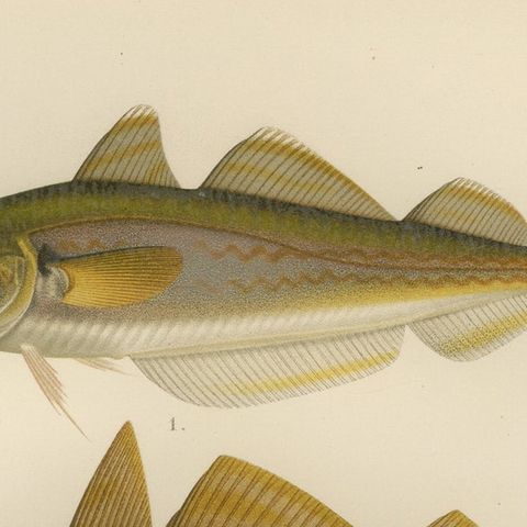 Whiting, Poor Cod, Pollack and Saithe - Captivating Fish Litho, 1895, close-up 6