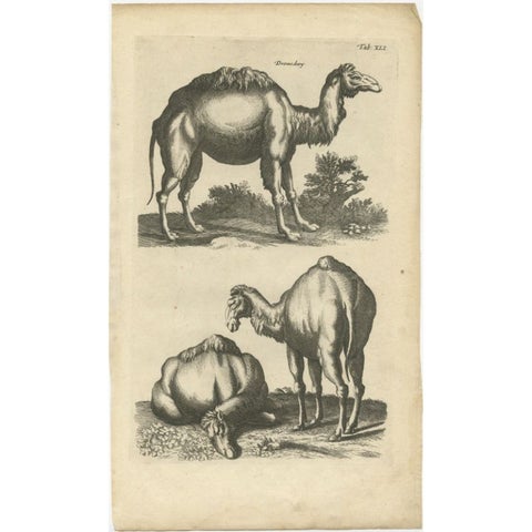 Rare Antique Engraving of a Dromedary, 1657, view 2