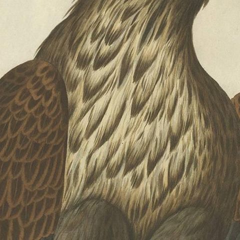 White-Tailed Eagle, Falco Leucocephalus Hornotinus, Antique Bird Print c.1829, close-up 1