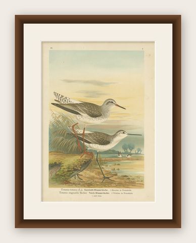Redshank and Marsh Sandpiper, Antique Shorebird Lithograph c.1895, shown framed