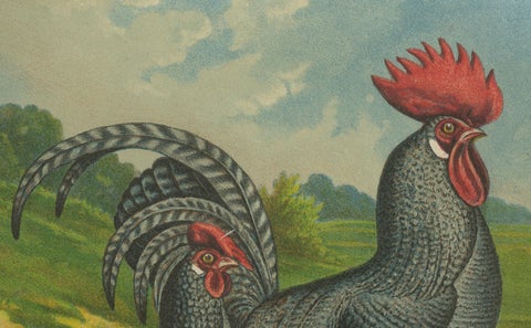The Striking Cuckoo Italian Chicken - A Rare 19th Century Poultry Lithograph, close-up 3