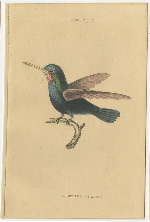 Hummingbird Bird Prints, Handcolored Fiery-Tailed Hummingbirds by Jardine, 1837, view 7