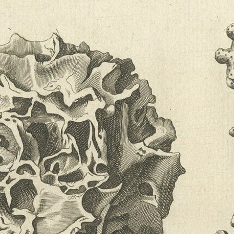 Decorative Antique Engraving of Stone Corals, 1773, close-up 2