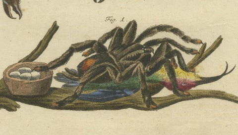 Goliath Bird-Eating Spider and Scorpions: Hand-Colored Engraving, 1792, close-up 3