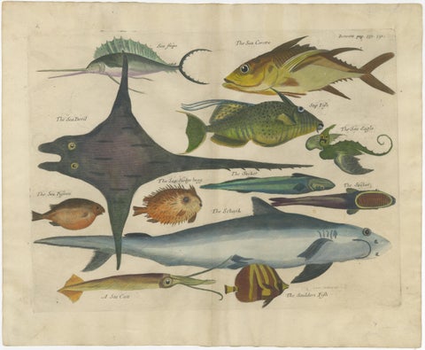 Exotic Fish Prints - Set of Five Hand-Colored Engravings by John Nieuhoff, c1704, view 4