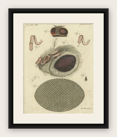 Anatomy of the Common Fly: Hand-Colored Engraving from Bertuch, 1798, shown framed