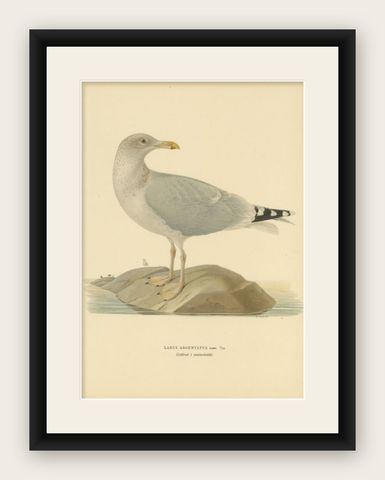 Antique Bird Print of the European Herring Gull 'Winter', 1929, shown framed