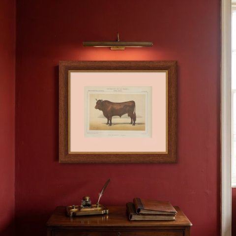 Salers Bull, French Cattle Breed, Antique Chromolithograph by Borie, 1863, shown framed on a wall