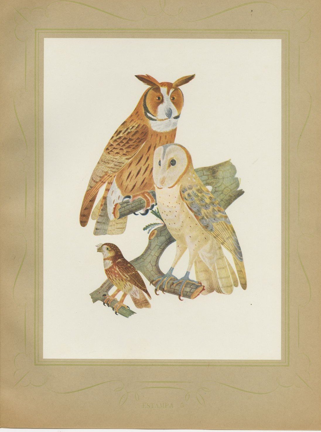 Striped Owl, Barn Owl and Pygmy Owl, Brazilian Bird Print, Descourtilz, 1944