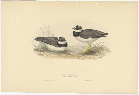 Antique Bird Print of the Ring Dotterel by Gould, 1832, view 2