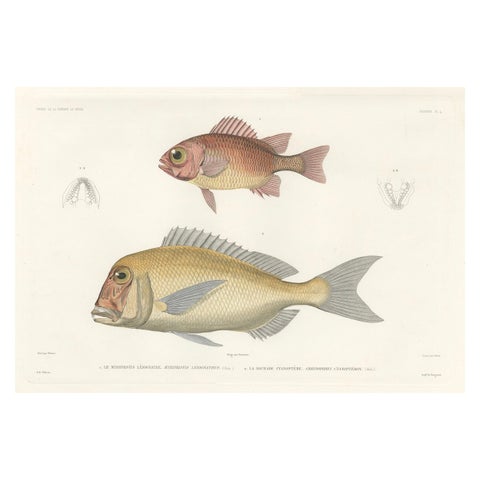 Hand-Colored Print of Soldierfish and Bluefin Seabream, Paris 1846
