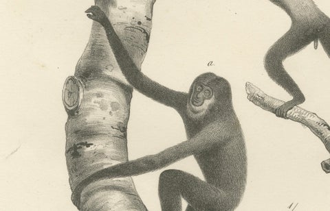 Orangutan, Chimpanzee, Siamang & Gibbons, Lithographs by C.Last, 1836, Primates, close-up 2
