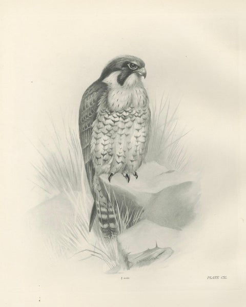 Antique Peregrine Falcon Bird Print by Lilian M. Medland, circa 1908, close-up 1