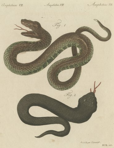 Two Snakes with Open Jaws, Antique Bertuch Print, Vienna, circa 1805