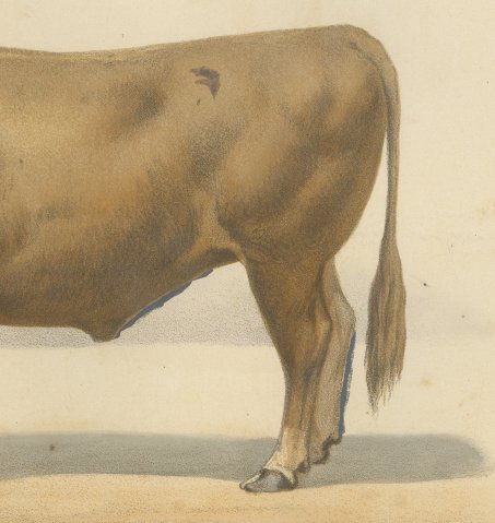 Bresse Ox, French Cattle Breed, Antique Chromolithograph by Borie, 1863, close-up 3