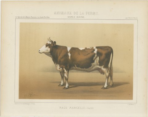 Mancelle Cow, French Cattle Breed, Antique Chromolithograph by Borie, 1863, view 2