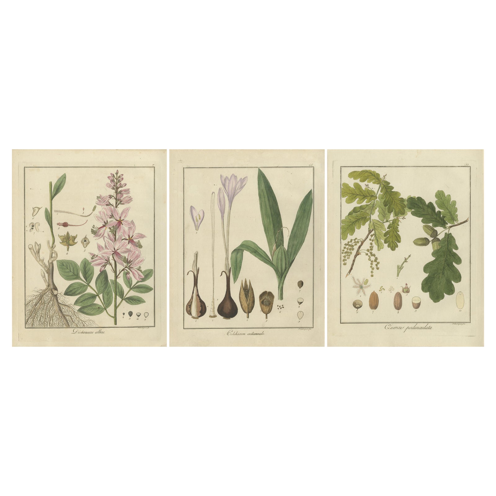 Burning Bush, Autumn Crocus, and English Oak: Botanical Illustrations from 1819