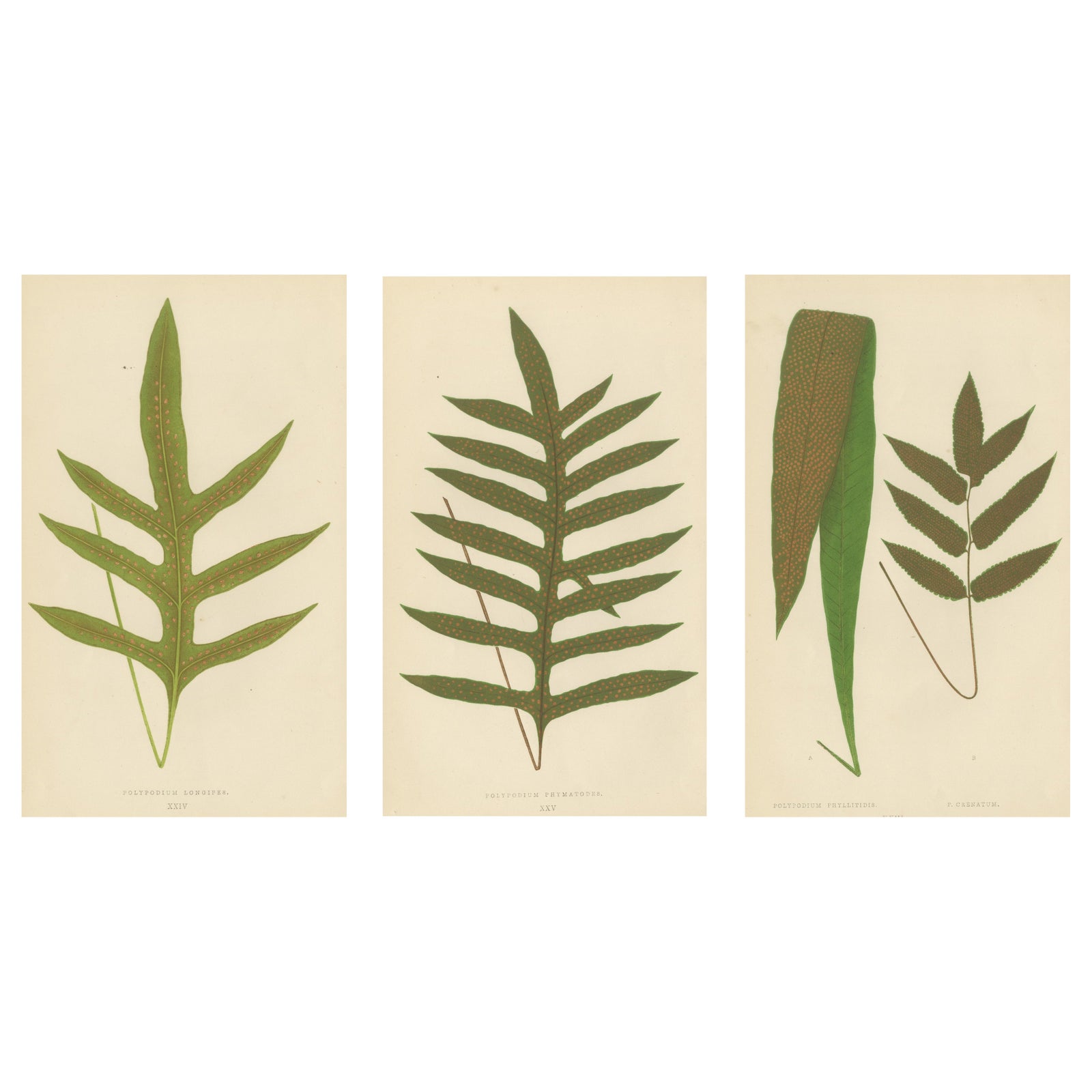 Antique Victorian Fern Botanical Prints, Polypodium Decorative Study Set 1856