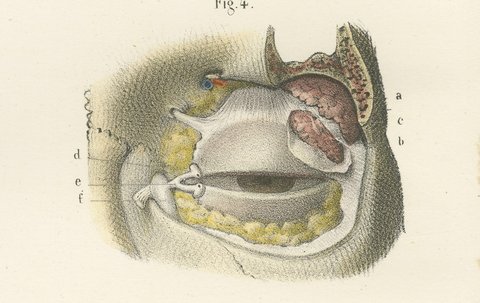 Vessels of the Eyelids and Orbit, Antique Hirschfeld Anatomy Print, 1866, view 5