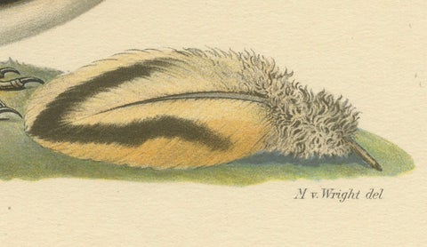 Riparia Riparia - Hand-colored Sand Martin Lithograph by M. von Wright, 1927, close-up 1