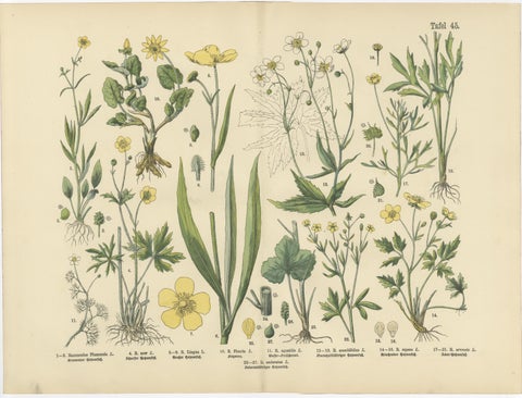 Antique Botanical Prints Set, German Wildflower Atlas Plates, Stuttgart 1885, view 6