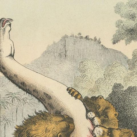 Antique Print of Lions Attacking a Giraffe, close-up 1