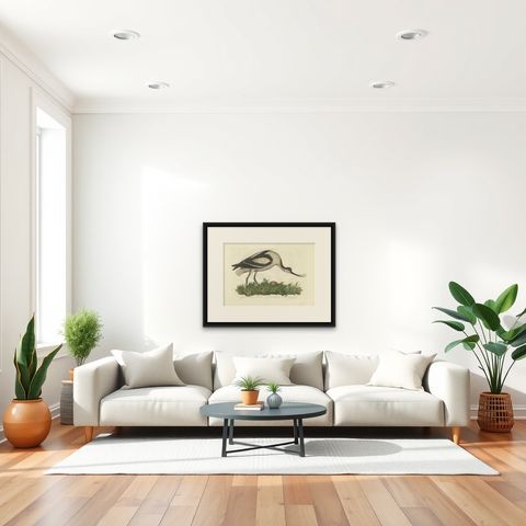 Recurvirostra Antique Print of Pied Avocet, Ornithological Study, 1770, shown framed in a room