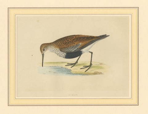 Antique Bird Print of a Dunlin, view 3