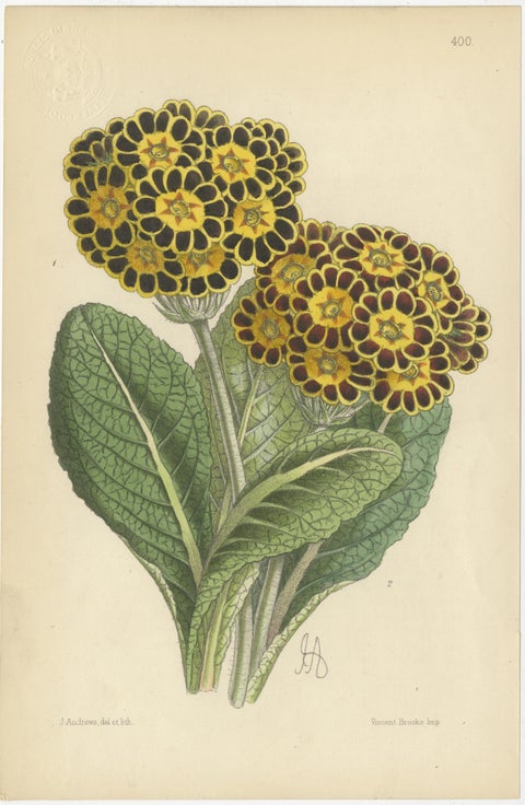 Set of 5 Antique Botany Prints, Orange, by Brooks 'c.1870', view 5