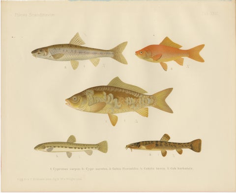 Carp, Goldfish, and Loaches - Vibrant Freshwater Fish of Scandinavia, 1895