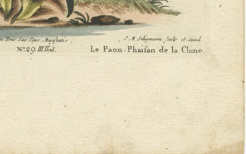 Chinese Peacock-Pheasant, Hand-Colored Engraving by Edwards & Seligmann, c.1770, close-up 4