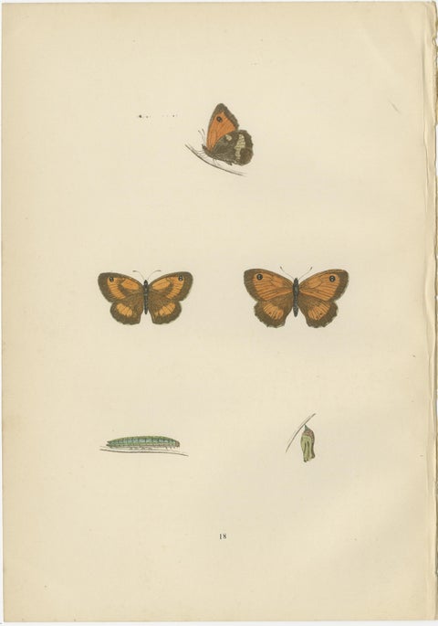 Metamorphosis Montage: The Lepidopteran Lifecycle, 1890, view 4