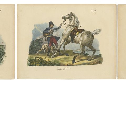 Set of 3 Antique Hand Colored Prints of English Horses, close-up 1