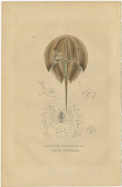 Anatomy of the Atlantic Horseshoe Crab, A Hand-Colored Engraving of 1845, view 2