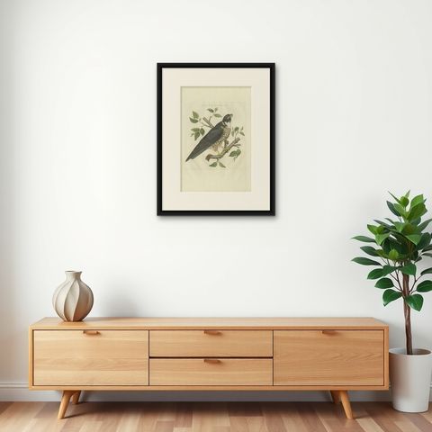 Antique Bird Print of the Eurasian Hobby 'falcon' by Sepp & Nozeman, 1797, shown framed on a wall