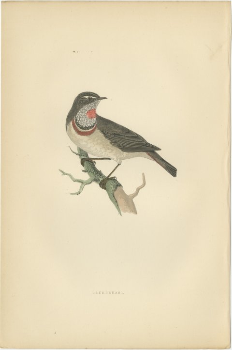 Bluebreast or Bluethroat on a Forked Branch, Antique Bird Print, 1896, view 2