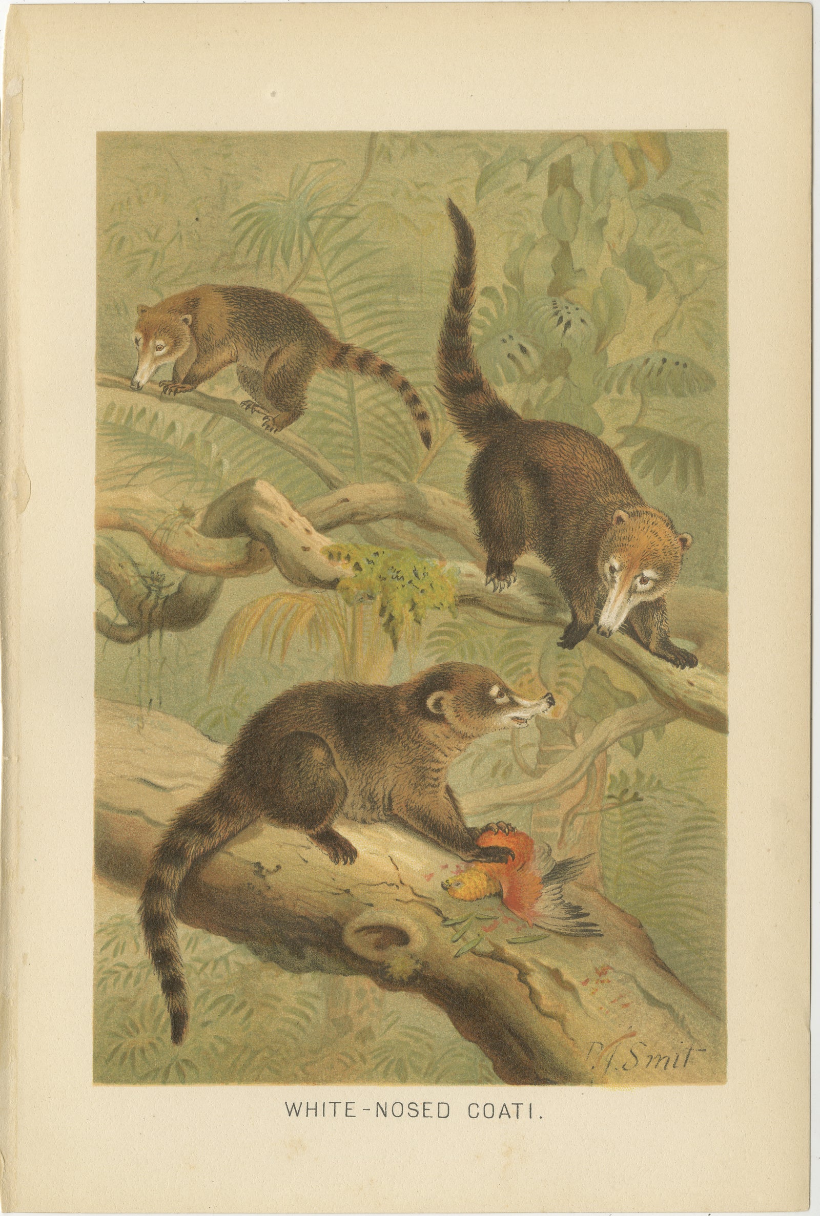 White-Nosed Coati, Antique Tropical Animal Chromolithograph, 1894