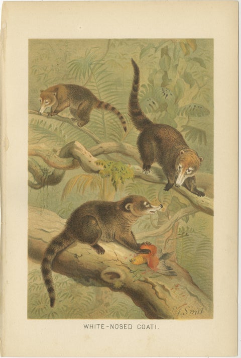 White-Nosed Coati, Antique Tropical Animal Chromolithograph, 1894