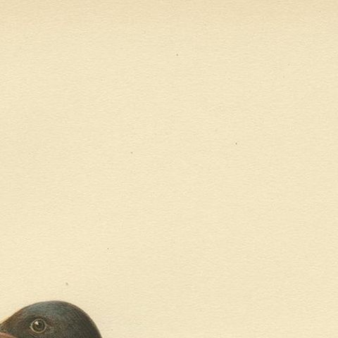 Antique Bird Print of the Black Tern 'Male' by Von Wright, 1929, close-up 1