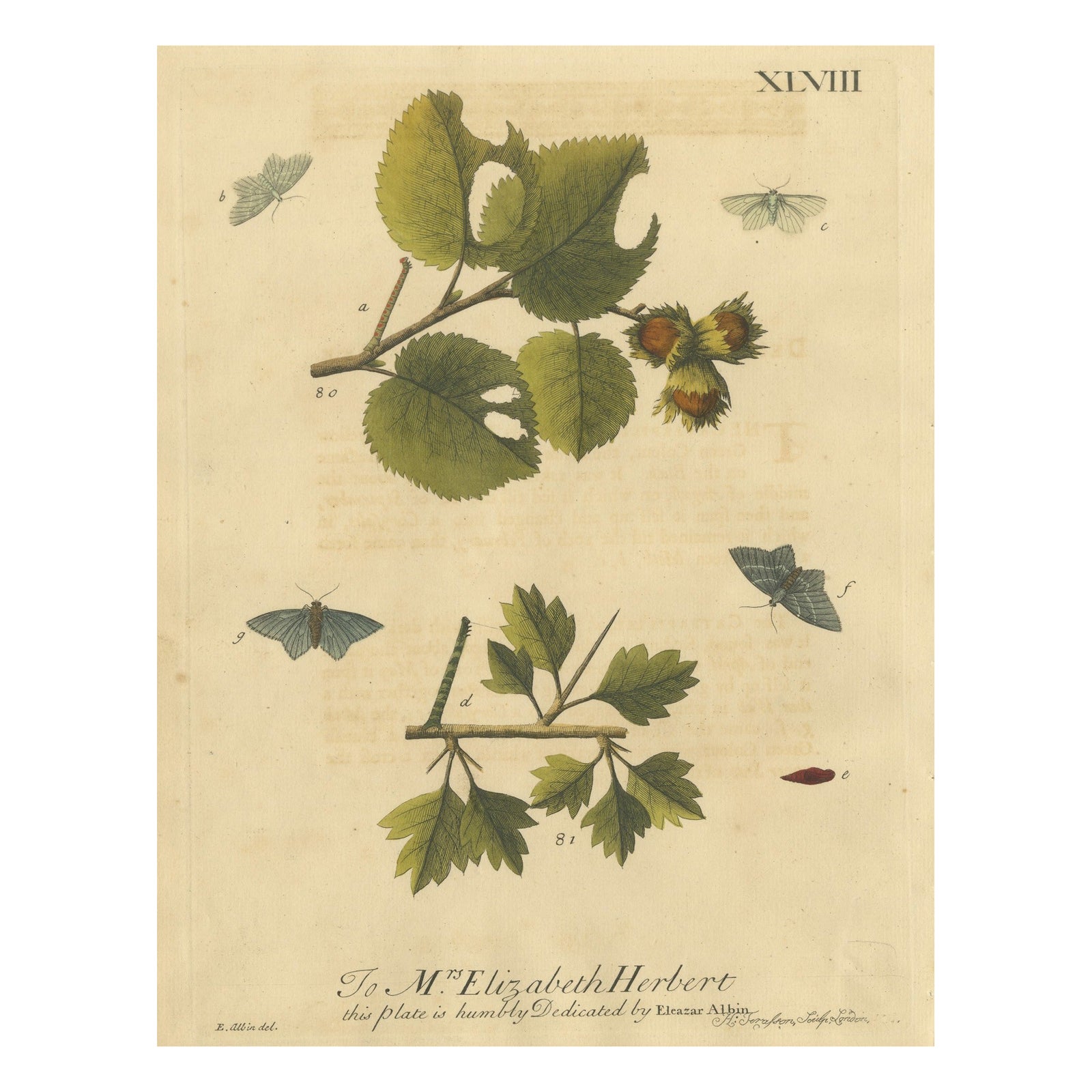 English Moths on Hazel Branch with Nuts, Antique Insect Engraving, Albin 1720